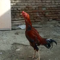 خروس لاری اصیل نسل قوی