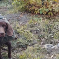 توله دنبلانی