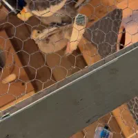 فروش عروس هلندی