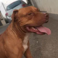 سگ پیت بول گمشده حوالی باغ ارم  گمشده