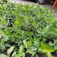 فروش نهال گواوا،فیجوا،سیکاس و پشن فروت و گردو محلی|خدمات باغبانی و درختکاری|رامسر, |دیوار