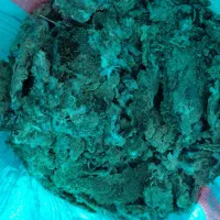 کود ..ورامین پیشوا.