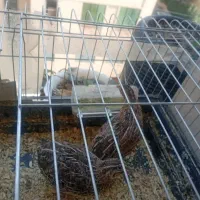 بلدرچین با قفس