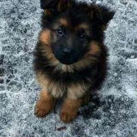 توله ژرمن شولاین