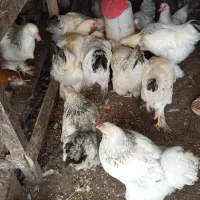 مرغ و خروس  برهما