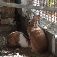 فروش یک جفت خرگوش سالم ۸۰۰|موش و خرگوش|میناب, |دیوار