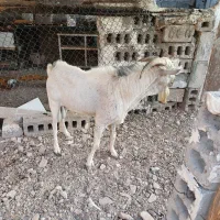 سلام فروش نر|حیوانات مزرعه|بندرعباس, |دیوار