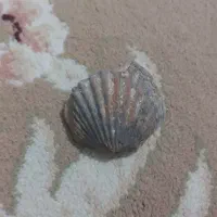 فسیل صدف