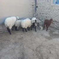 گوسفند وبره