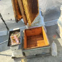 کندو خالی،طبق،دبه،جاخوراکی|لوازم جانبی حیوانات|رامیان, |دیوار