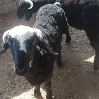 6 بره نر و یک شیشک