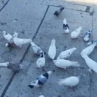 کفتر نقطه زن