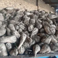 چغندر|عمده‌فروشی|فامنین, |دیوار