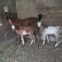 کهره جمولی با دو تا بچه نری