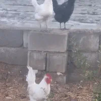 مرغ چاق چله