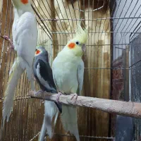 عروس هلندی طوطی لوتینو|پرنده|رشت, نخودچر|دیوار