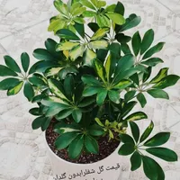 فروش گلهای آپارتمانی و حیاطی|گل و گیاه طبیعی|جهرم, |دیوار