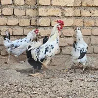 مرغ و خروس گلین بدون پررنگی