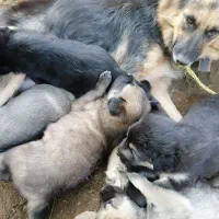 توله ژرمن ورک|سگ|چابکسر, |دیوار