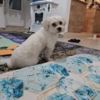 سگ پا کوتاه هنوز دو سالش نشده پسره اسمش پو پو هست