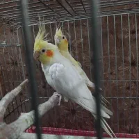 عروس هلندی|پرنده|پاکدشت, حصار امیر|دیوار