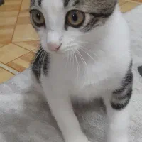 بچه گربه کاملا آروم تمیز|گربه|رشت, حمیدیان|دیوار