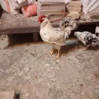 خروس|حیوانات مزرعه|پاکدشت, پاکدشت (مامازند)|دیوار