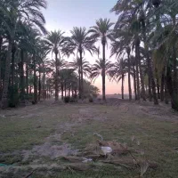 زمین ‌بانخل‌خرما|فروش دفتر صنعتی، کشاورزی، تجاری|ایرانشهر, |دیوار