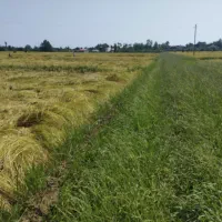 زمین کشاورزی یک لته محلی دونبش در لیسار تالش