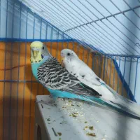 جفت مرغ عشق