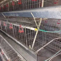 قفس منبری مرغ