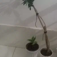 آدنیوم