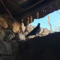 کبوتر مسافتی