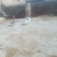 جوجه خروس ومرغ جوان 7ماهه 290هزار ویک جفت غازخرامه|حیوانات مزرعه|شیراز, سعدیه جنوبی|دیوار
