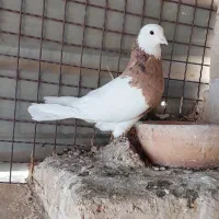 طوقی و میولمنز و لارک