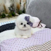 مالی شیت|سگ|تهران, شهرک هما|دیوار