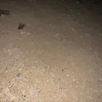 خالداباد زمین باغات فاتحی ۴۴/۴۴