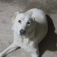 سگ باهوش|سگ|گنبد کاووس, |دیوار