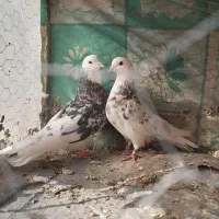 کبوتر|پرنده|بیرجند, |دیوار