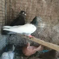 کبوتر|پرنده|شیراز, رکن‌آباد|دیوار