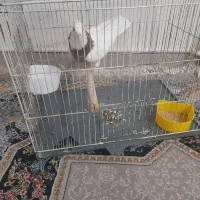 کبوترطوقی‌