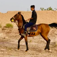 مادیون با کره|اسب و تجهیزات اسبسواری|رفسنجان, |دیوار