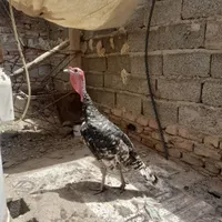 بوقلمون ماده