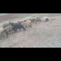 حیوان مالچه