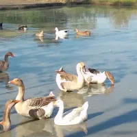 قوغاز و غاز سنگین وزن ۴۰ عدد|حیوانات مزرعه|گوراب زرمیخ, |دیوار