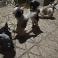 واگذاری توله های شیتزو|سگ|شیراز, شهرک سعدی|دیوار