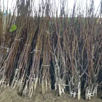 عرضه ویژه نهال گردو سالم نهال