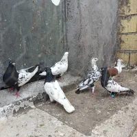 کبوتر