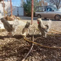 خروس زیبا|حیوانات مزرعه|قزوین, |دیوار