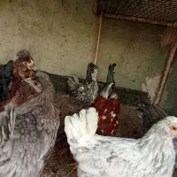 مرغ وخروس گلین اصل،چهل تاج،طوسی،ریش و کاکل فول